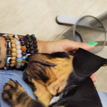 SBC PET - Seixal - Paseador de perros