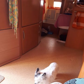 SBC PET - Seixal - Cuidados y paseos de mascotas