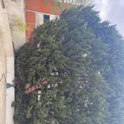 Jardim - Torres Vedras - Poda e Manutenção de Árvores
