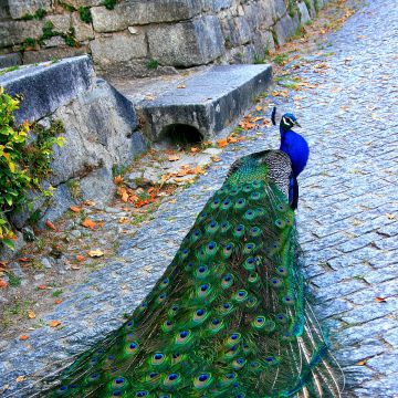 Rafaela Santos - Porto - Fotografia de Casamentos