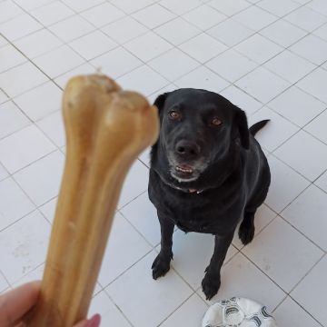 Patinhas da Tia - Sintra - Cuidar tus mascotas