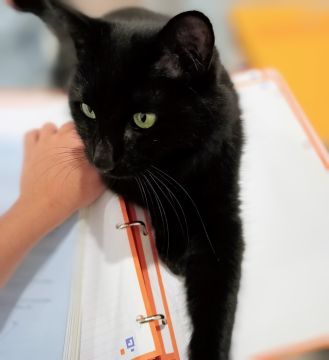 Hotel para Gatos
