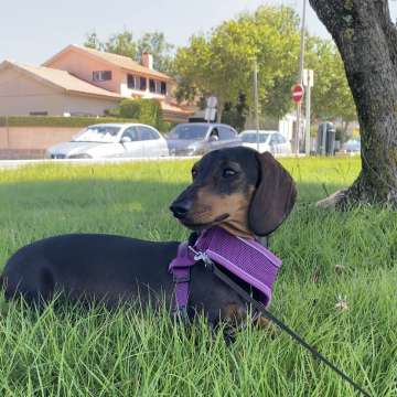 Go Pet - Vila Nova de Gaia - Banhos e Tosquias para Animais