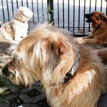 Patinhas da Tia - Sintra - Cuidado y peluquería para mascotas