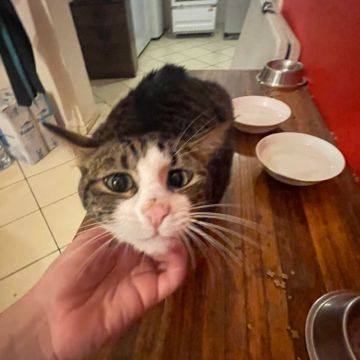 Yara Melo - Matosinhos - Katzensitter