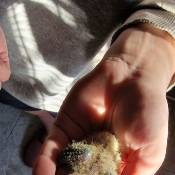 SBC PET - Seixal - Cuidar tus mascotas