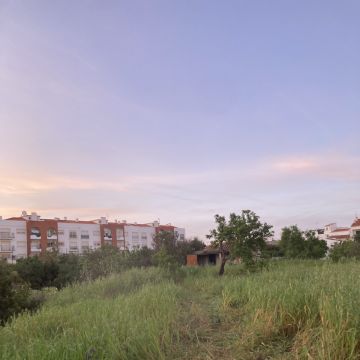 José Inácio - Lagos - Tree Stump Grinding and Removal