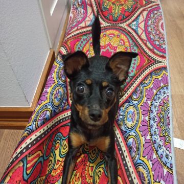 Patinhas da Tia - Sintra - Cuidado y peluquería para mascotas