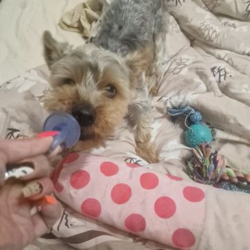 SBC PET - Seixal - Paseador de perros