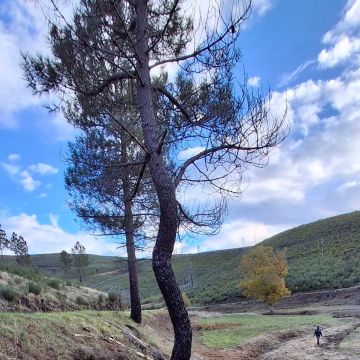 BEIRA GREEN SOLUCTIONS - Nelas - Außenanstrich