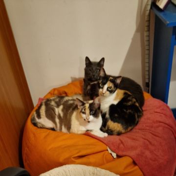 SBC PET - Seixal - Cuidar tus mascotas