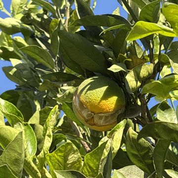 Marcelo Apassi - Montijo - Gartenarbeiten