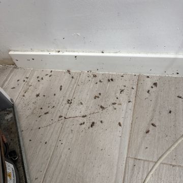VRCleaning controlo de pragas. - Loures - Extermination de punaises de lit