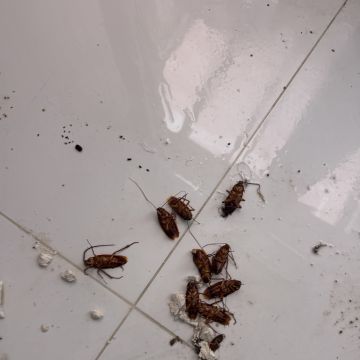 VRCleaning controlo de pragas. - Loures - Lutte antiparasitaire