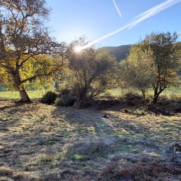 BEIRA GREEN SOLUCTIONS - Nelas - Baumstumpf oder -wurzel wegfräsen und entfernen