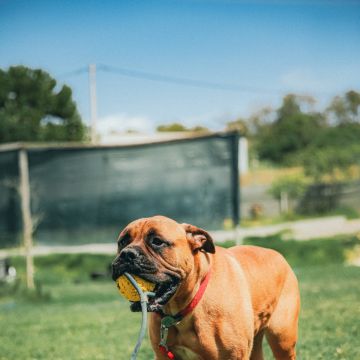 Ana - Sintra - Treino de Cães - Aulas