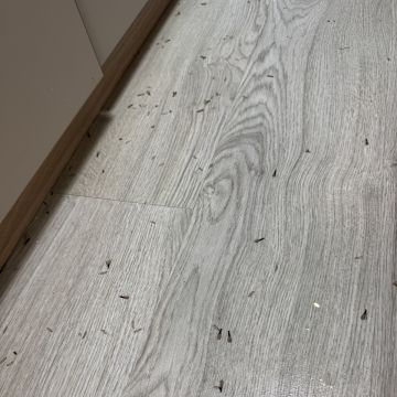 VRCleaning controlo de pragas. - Loures - Lutte antiparasitaire