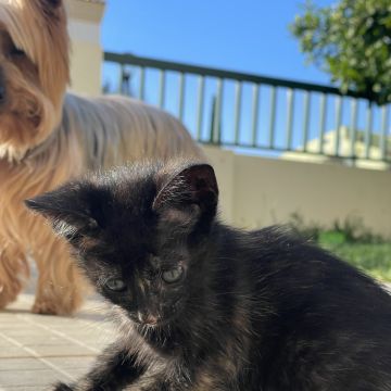 Cuidados para Animais de Estimação - Beatriz Borges - Loulé