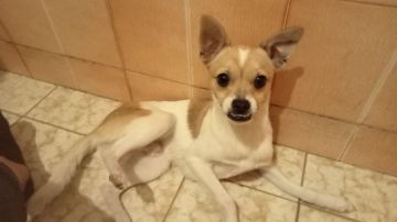 Creche para Cães
