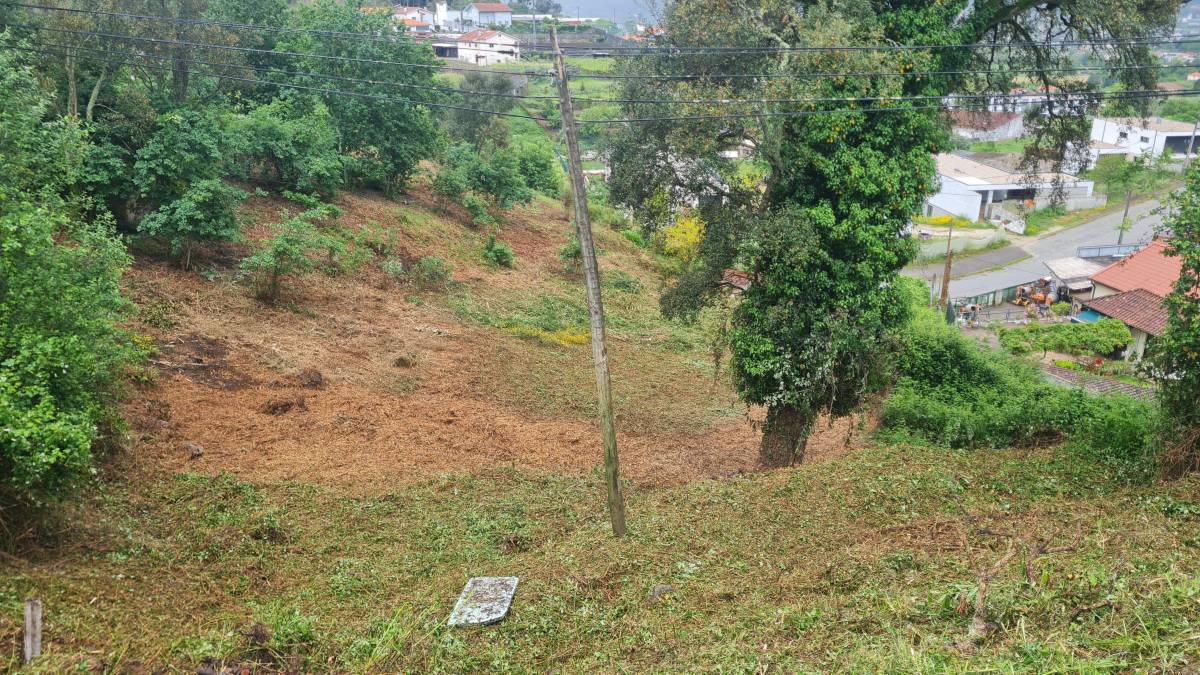 Carlos Mendes - Guimarães - Tree Planting