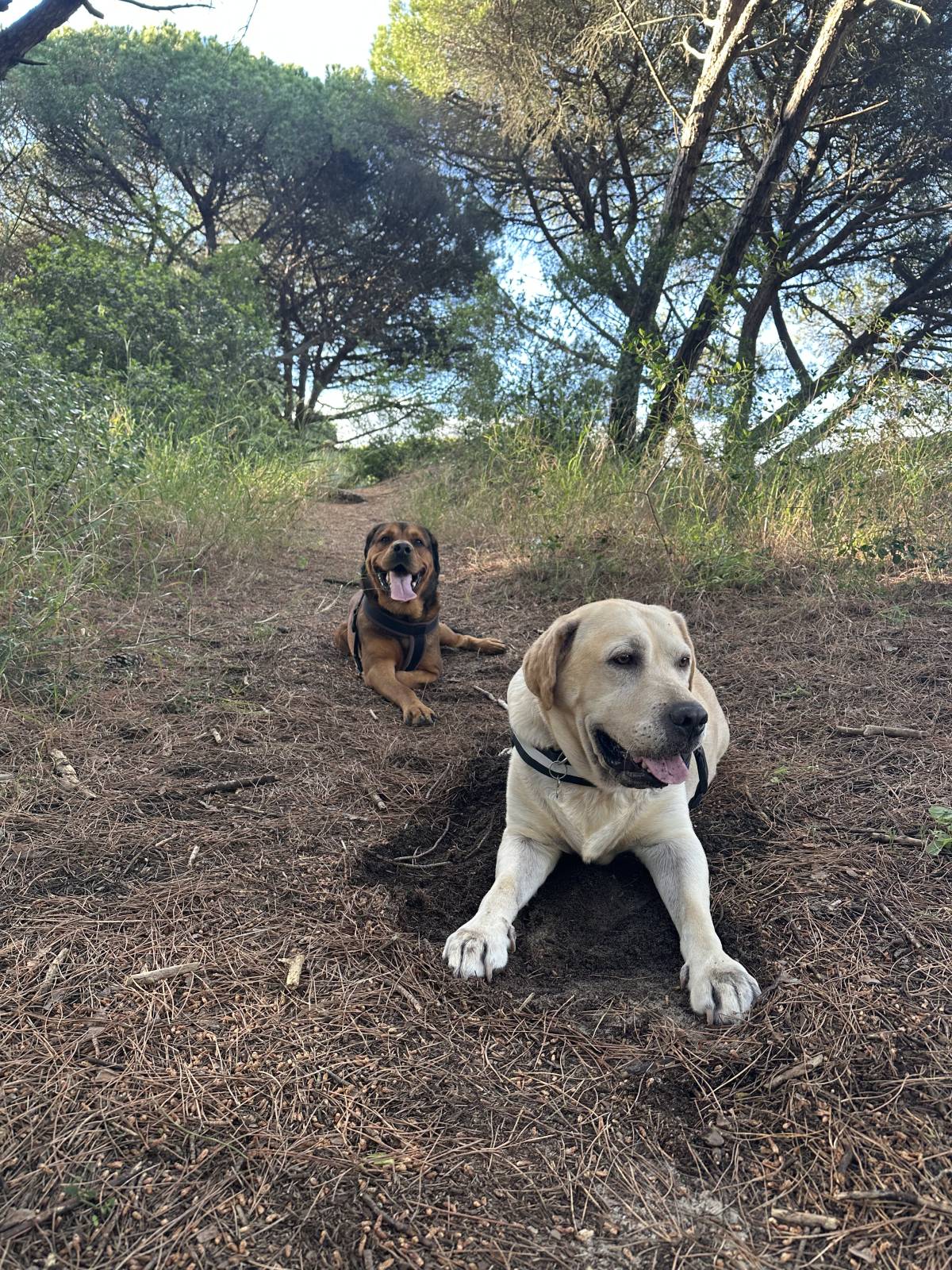 Mello Grooming & Pet Sitting - Seixal - Dog Walking