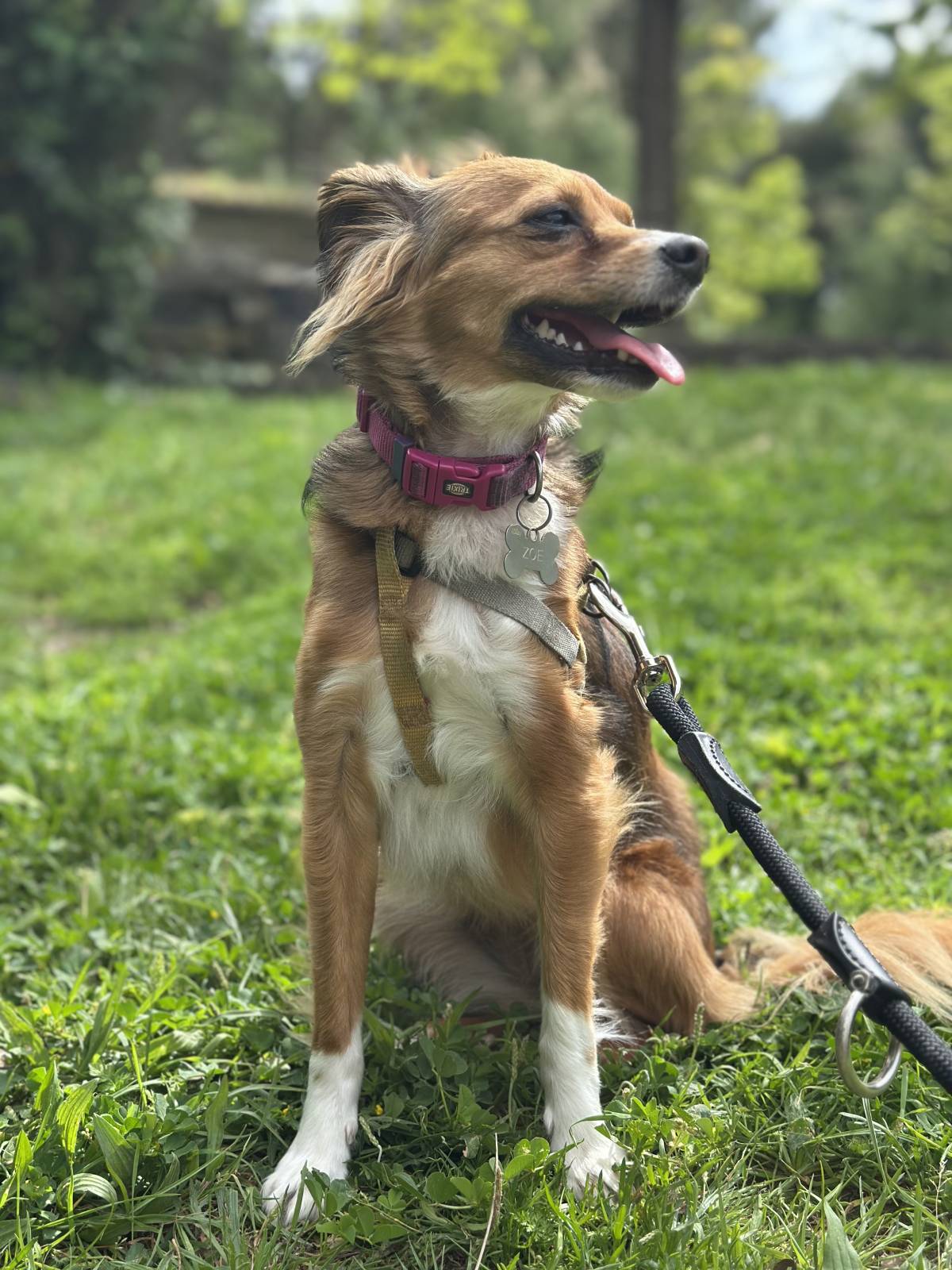 Mello Grooming & Pet Sitting - Seixal - Dog Sitting