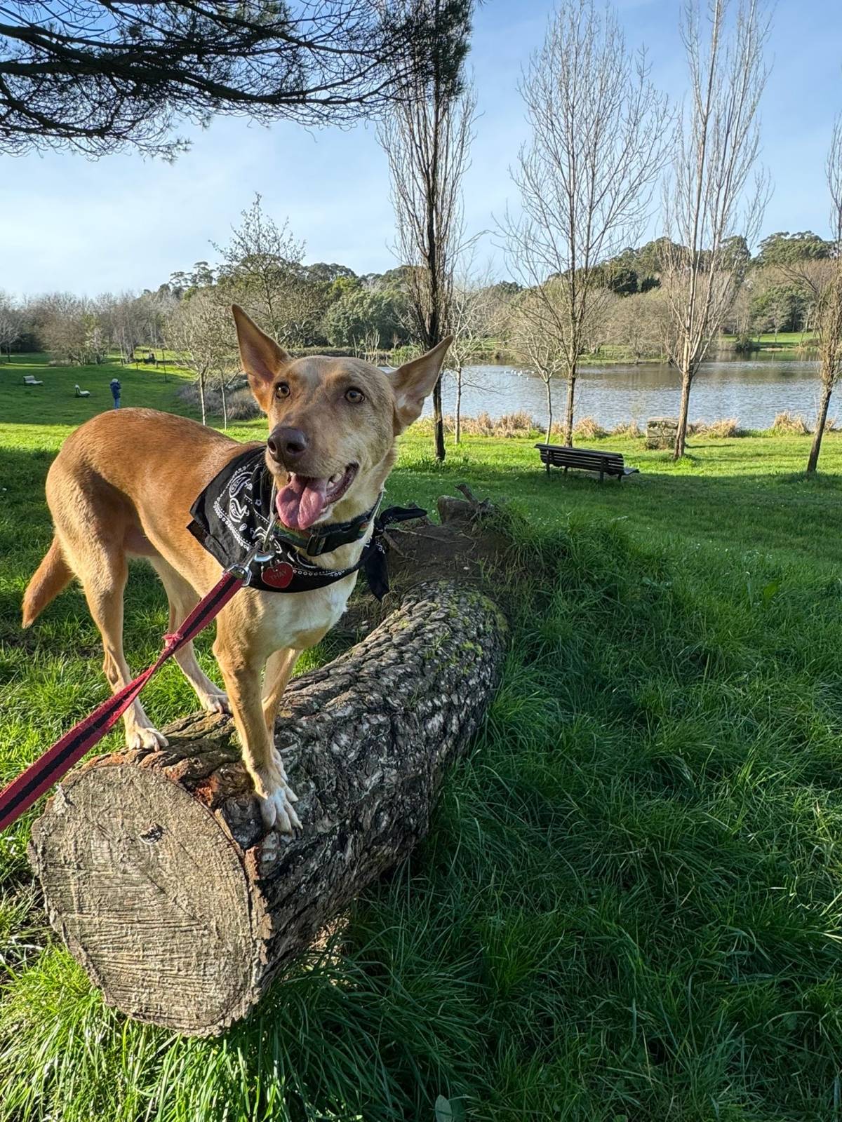 Miriam Sá - Braga - Dog Daycare