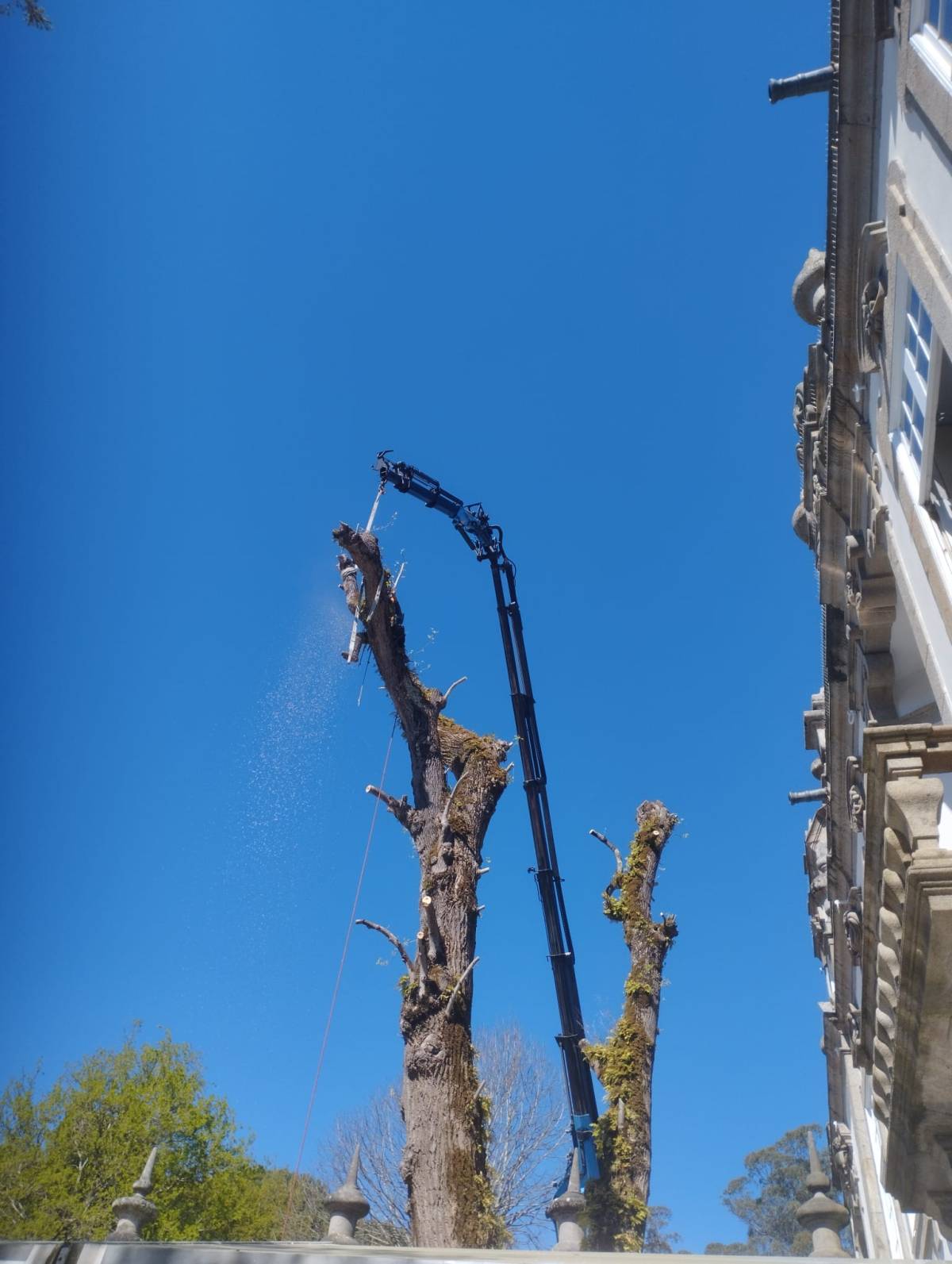 Carlos Mendes - Guimarães - Shrub Removal