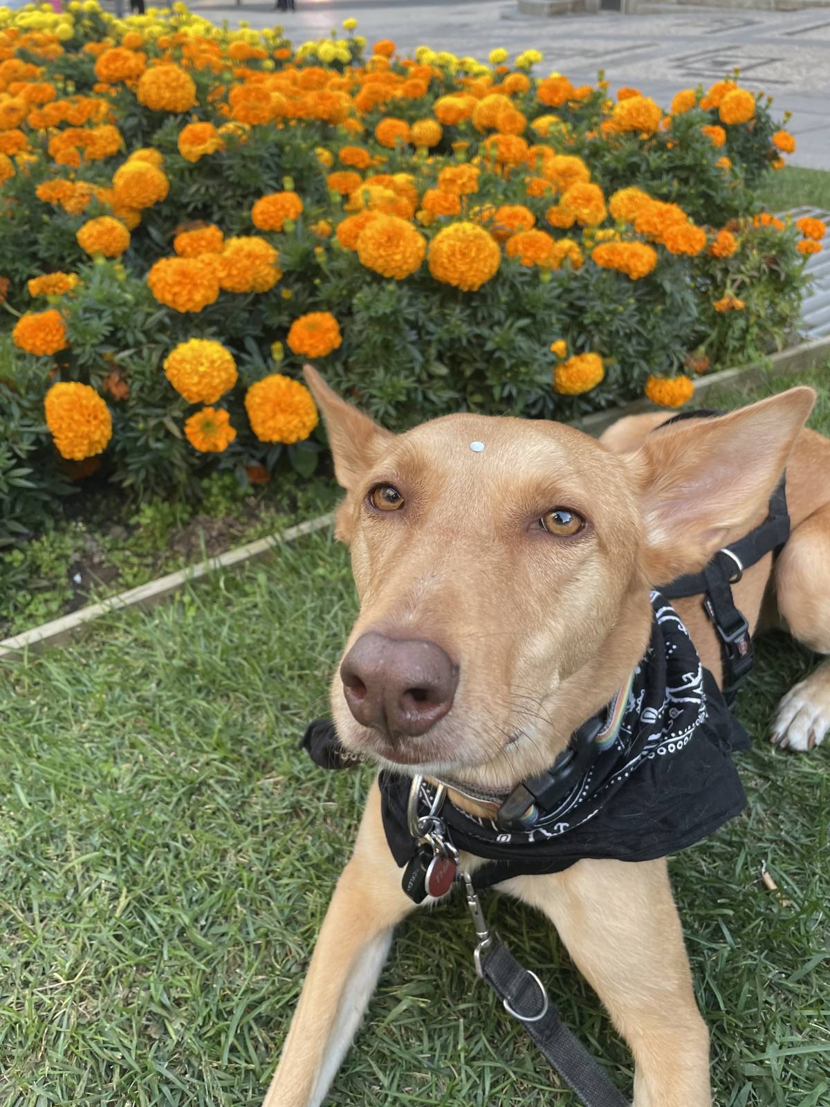 Miriam Sá - Braga - Dog Walking