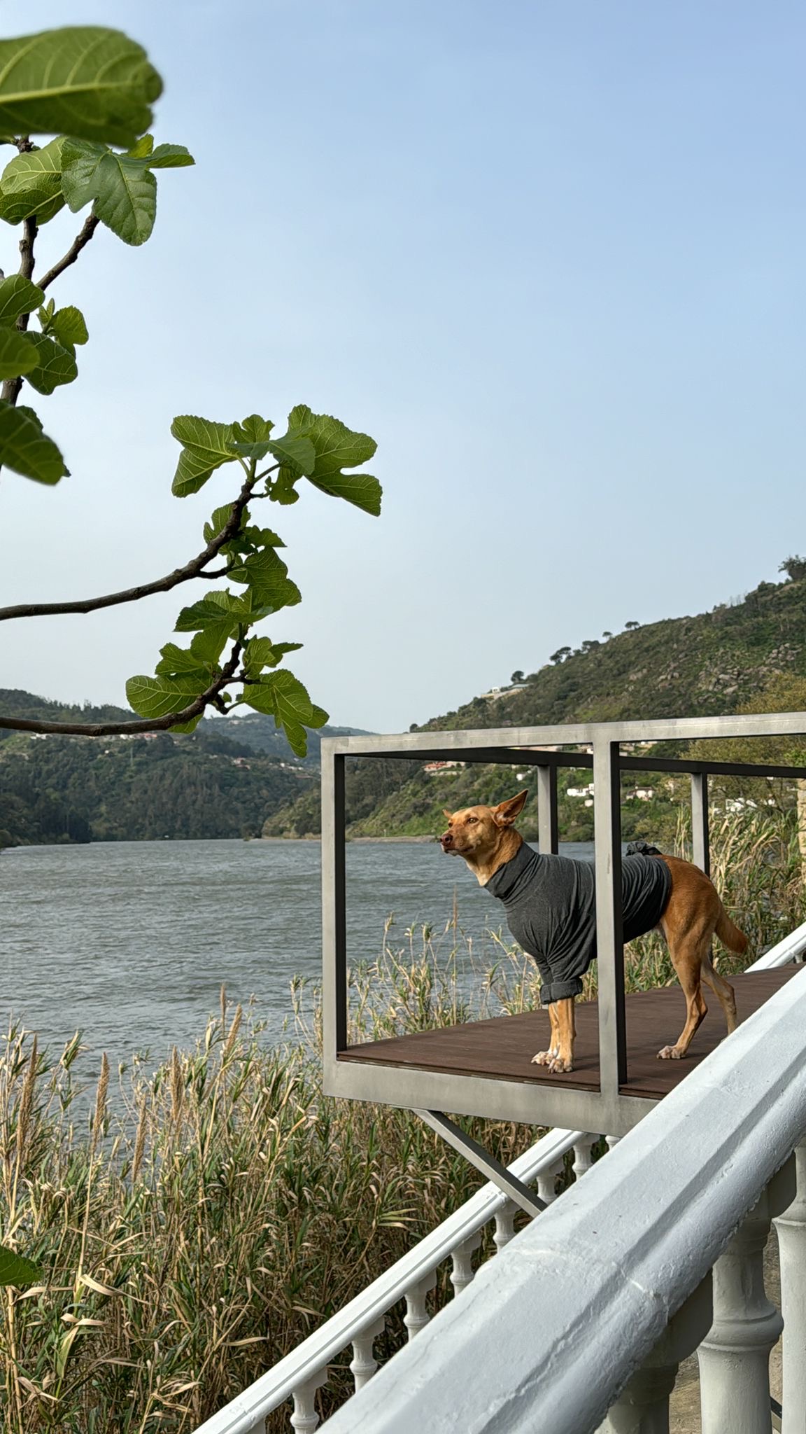 Miriam Sá - Braga - Dog Training