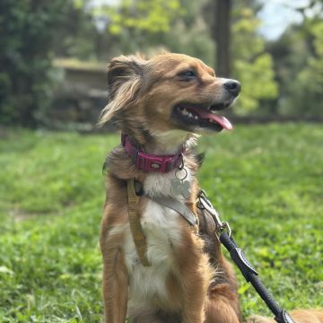 Mello Grooming & Pet Sitting - Seixal - Banhos e Tosquias para Animais