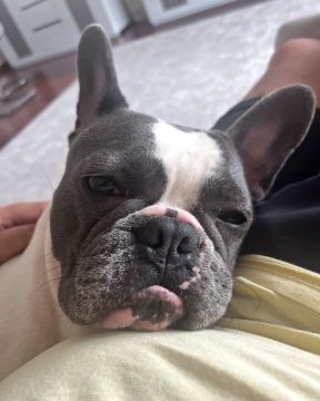 Creche para Cães