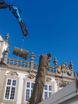 Carlos Mendes - Guimarães - Tree Trimming and Maintenance