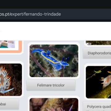 Portal dos Fotógrafos - Vila Franca de Xira - Digitalização de Fotografias