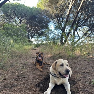 Mello Grooming & Pet Sitting - Seixal - Dog Walking