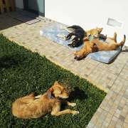 Ana Paula Almeida (Scott & Bia) - Águeda - Creche para Cães