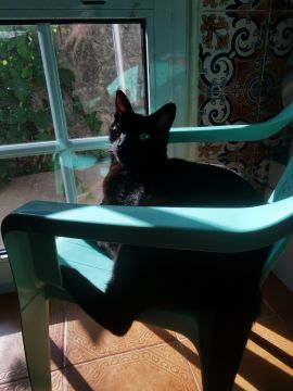 Hotel de Animais