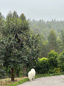 Serviço de Jardinagem