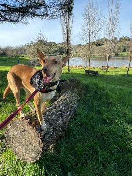 Cuidado y peluquería para mascotas - Miriam Sá - Comondú