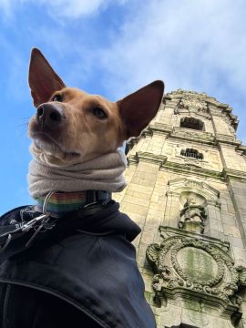 Adiestramiento de perros - Miriam Sá - La Guázara