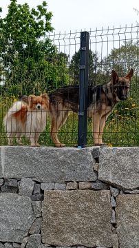 Hotel para Cães