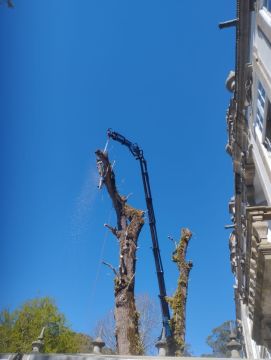 Carlos Mendes - Guimarães - Shrub Removal