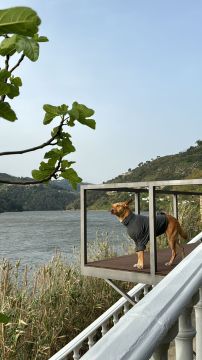 Miriam Sá - Braga - Dog Training