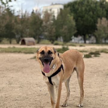 Mello Grooming & Pet Sitting - Seixal - Cat Sitting