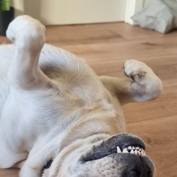 Mello Grooming & Pet Sitting - Seixal - Pet Sitting e Pet Walking