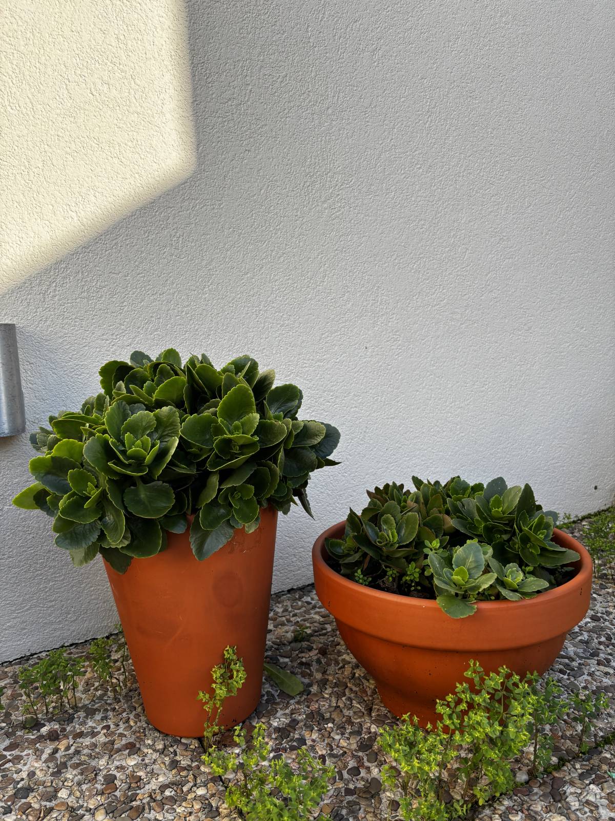 No_drama_plants - Matosinhos - Semeadura