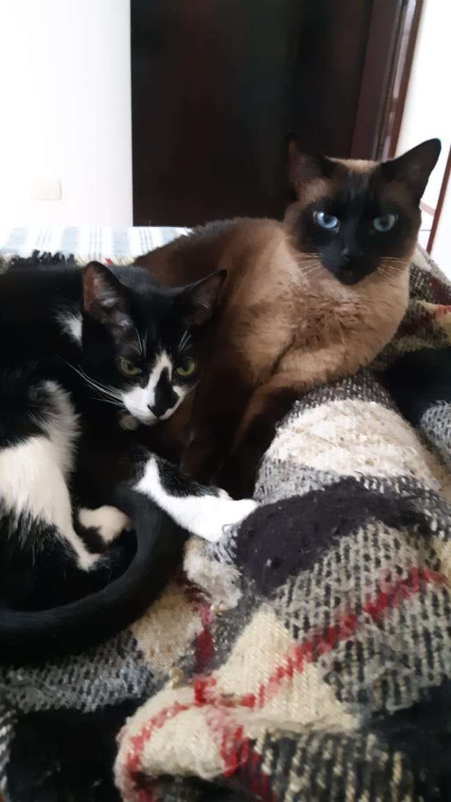 Mariana Pet Sitter - Seixal - Dog Daycare