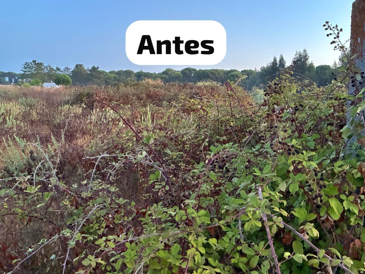 Terra Limpa - Limpeza de terrenos e Silvicultura - Coruche - Limpeza de Terrenos