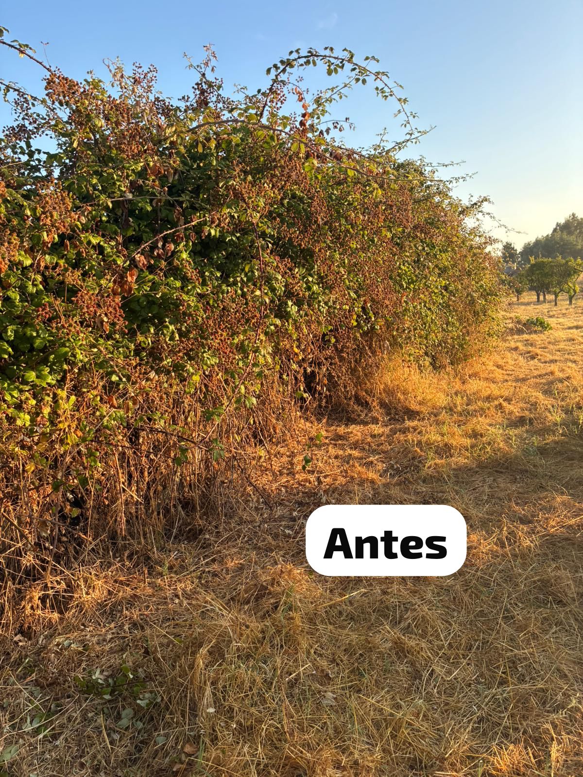 Terra Limpa - Limpeza de terrenos e Silvicultura - Coruche - Corte e Aparação de Relvado