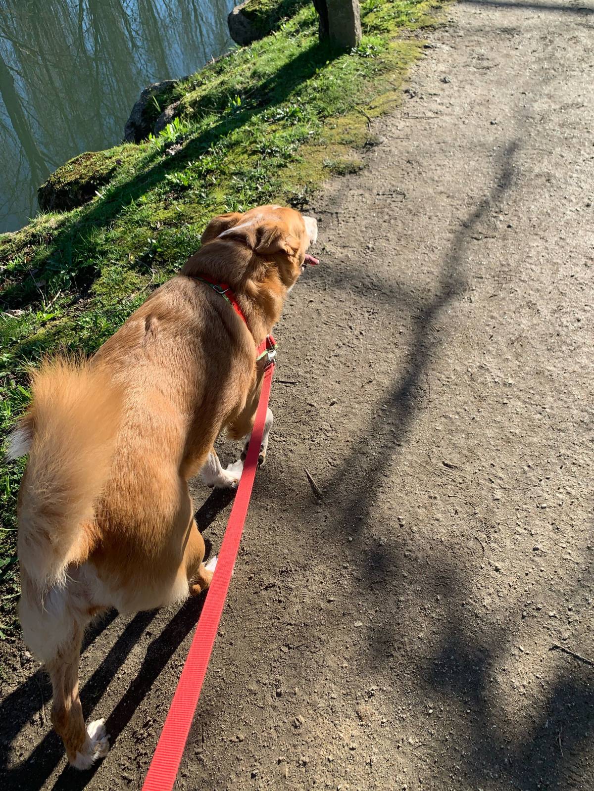 Juliana Ferreira Pet Sitting - Paços de Ferreira - Cuidar tus perros